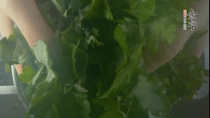 【面皮】1.鍋中水開時，放挑揀好的艾草和一撮小蘇打，第一遍煮開后倒掉，重新加水大火煮開后，小火煮1小時。煮爛的艾草用紗布瀝干。