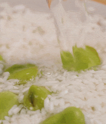 鍋底抹油，將淘洗干凈的大米，加蠶豆、清水，蓋蓋中火煮。